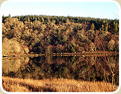 Autumnal trees